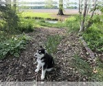 Small #3 Siberian Husky