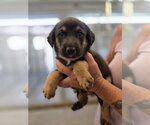 Small German Shepherd Dog Mix