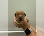 Small #1 Golden Retriever