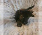 Small Photo #6 German Shepherd Dog Puppy For Sale in CLERMONT, FL, USA