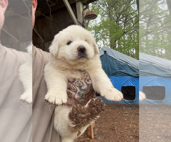 Medium Photo #4 Great Pyrenees Puppy For Sale in NEWTON, NC, USA