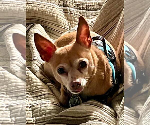 Medium Photo #2 Chihuahua Puppy For Sale in Rootstown, OH, USA