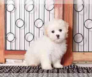 Zuchon Puppy for sale in NAPLES, FL, USA