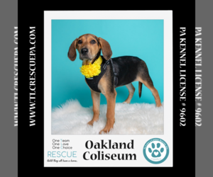 Coonhound-Labrador Retriever Mix Dogs for adoption in Kimberton, PA, USA