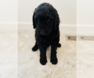 Goldendoodle Puppy for sale in WAVERLY, MN, USA