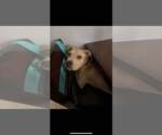 Small #3 American Pit Bull Terrier Mix