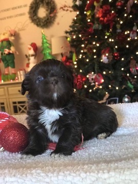 Medium Photo #1 Shih Tzu Puppy For Sale in CLAY CITY, KY, USA