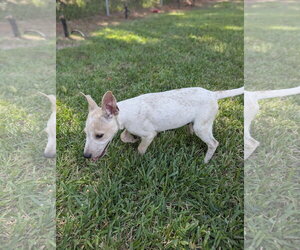 Polo - Male Mutt Dog for Adoption - Photo #2