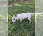 Small Photo #2 Mutt Puppy For Sale in The Woodlands, TX, USA