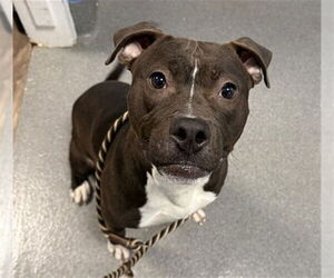 American Pit Bull Terrier Dogs for adoption in Aurora, IL, USA