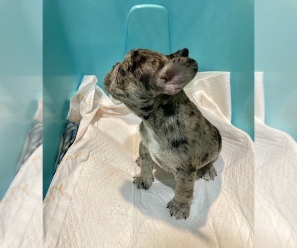 Medium Photo #3 French Bulldog Puppy For Sale in HOPE MILLS, NC, USA