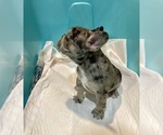 Small #2 French Bulldog