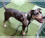 Small American Pit Bull Terrier