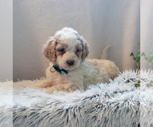 Goldendoodle-Poodle (Standard) Mix Puppy for sale in KINZERS, PA, USA