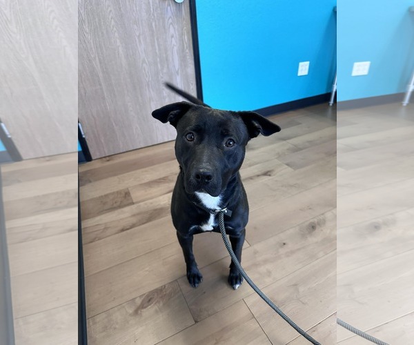 Medium Photo #6 Staffordshire Bull Terrier-Unknown Mix Puppy For Sale in La Verne, CA, USA