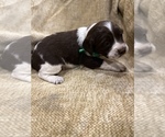Small Photo #9 English Springer Spaniel Puppy For Sale in JEANNETTE, PA, USA