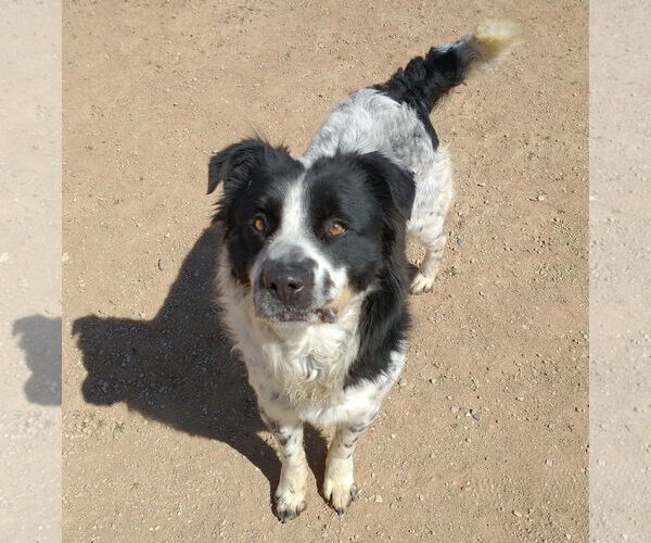 Medium Photo #1 Border Collie-Unknown Mix Puppy For Sale in Apple Valley, CA, USA