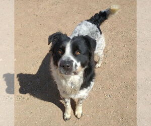 Border Collie-Unknown Mix Dogs for adoption in Apple Valley, CA, USA