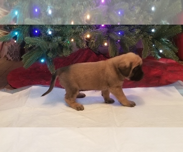 Medium Photo #6 Mastiff Puppy For Sale in FULTON, NY, USA