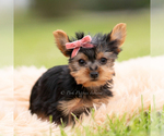 Small Photo #70 Yorkshire Terrier Puppy For Sale in WARSAW, IN, USA