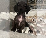 Small Dachshund Mix