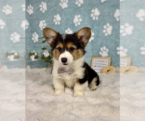 Pembroke Welsh Corgi Puppy for sale in NOBLESVILLE, IN, USA