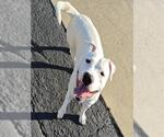 Small #1 American Pit Bull Terrier