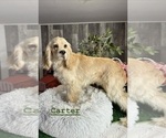 Small Photo #1 Cocker Spaniel Puppy For Sale in CANOGA, NY, USA