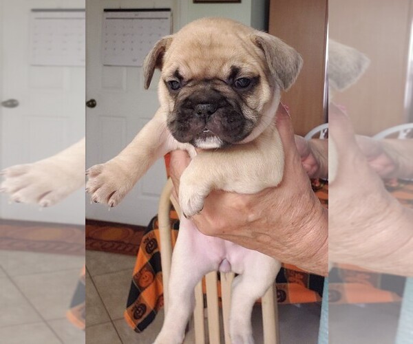 Medium Photo #2 French Bulldog Puppy For Sale in CAPE CORAL, FL, USA