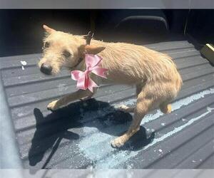 Cairn Terrier Dogs for adoption in Houston, TX, USA