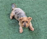 Small #1 Mutt