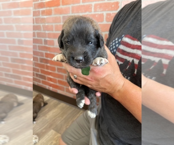 Medium Photo #8 Leonberger Puppy For Sale in TREMONTON, UT, USA