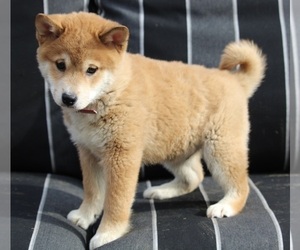 Shiba Inu Puppy for sale in FREDERICKSBURG, OH, USA