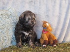 Puppy 2 Tibetan Mastiff