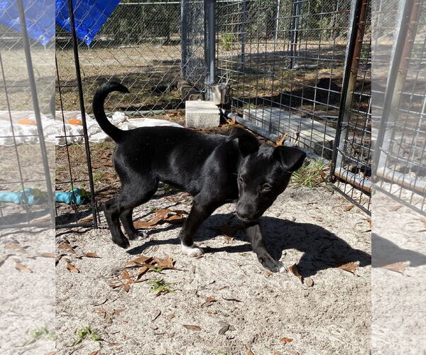 Medium Photo #4 Black Mouth Cur-Unknown Mix Puppy For Sale in Palatka, FL, USA