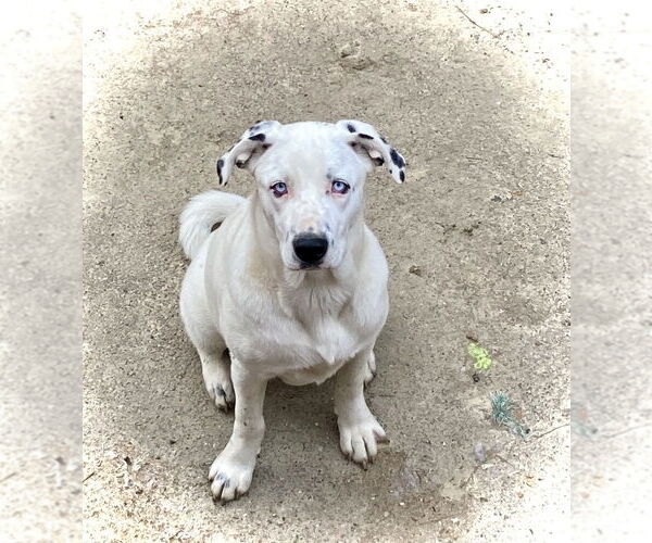 Medium Photo #1 Australian Shepherd-Dalmatian Mix Puppy For Sale in Aurora, IN, USA