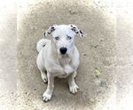 Small Australian Shepherd-Dalmatian Mix