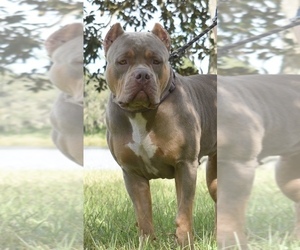 Mother of the American Bully puppies born on 04/01/2024