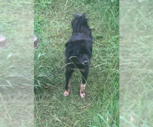 Pomeranian-Unknown Mix Dogs for adoption in Cranston, RI, USA