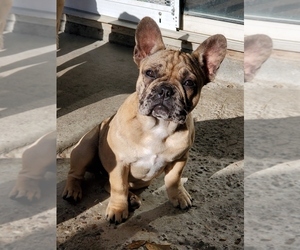 French Bulldog Puppy for Sale in TRACY, California USA