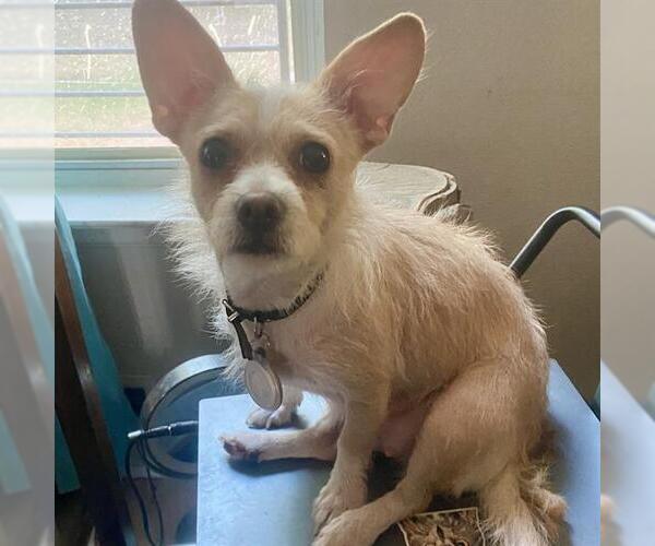 Medium Photo #2 Cairn Terrier-Unknown Mix Puppy For Sale in San Antonio, TX, USA