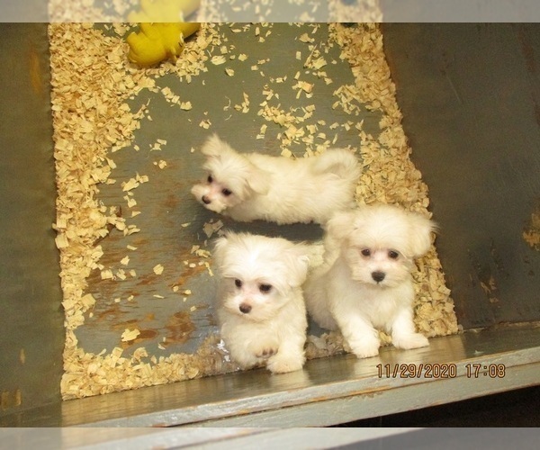 Medium Photo #7 Maltese Puppy For Sale in CARROLLTON, GA, USA