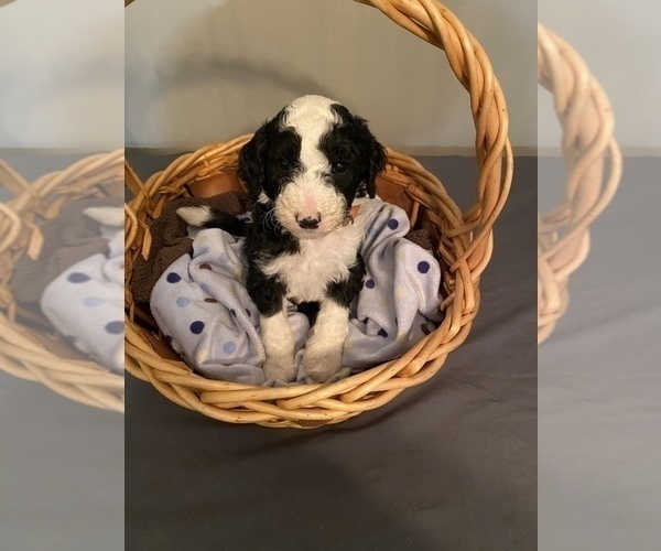 Medium Photo #1 Sheepadoodle Puppy For Sale in ANDERSON, IN, USA