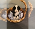 Small Photo #1 Sheepadoodle Puppy For Sale in ANDERSON, IN, USA