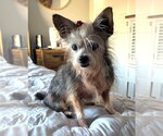 Small #2 Mutt
