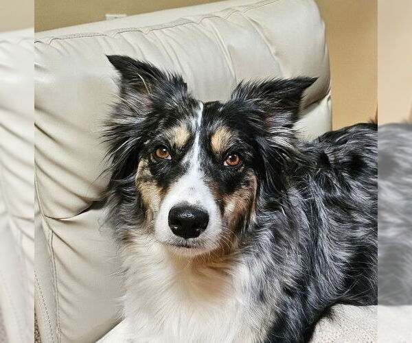 Medium Photo #1 Australian Shepherd-Unknown Mix Puppy For Sale in Yardley, PA, USA