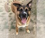 Small #1 German Shepherd Dog