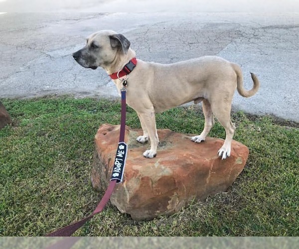 Medium Photo #4 Mastiff-Unknown Mix Puppy For Sale in Houston, TX, USA