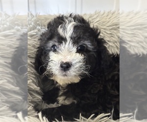 Maltipoo Puppy for sale in MARICOPA, AZ, USA