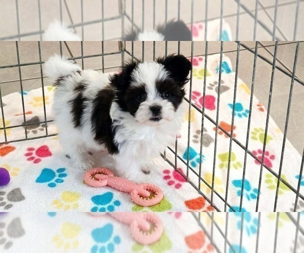 Medium Photo #12 Papitese Puppy For Sale in ORO VALLEY, AZ, USA
